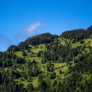 green trees on mountain under blue sky during daytime